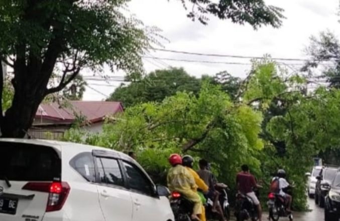 Pohon-tumbang-di-Kota-Kupang